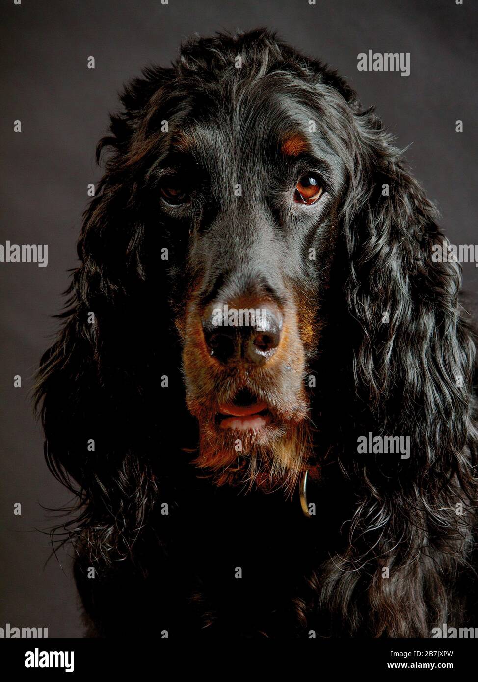 Ritratto del cane Gordon Setter . I setter Gordon sono una razza di cane a rischio di estinzione. Foto Stock
