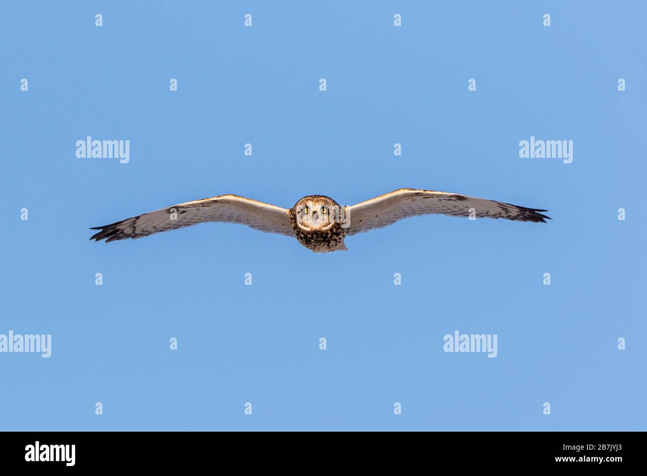 01113-02218 gufo dalle orecchie corte (Asio flammeus) in volo Prairie Ridge SNA Marion Co. Il Foto Stock