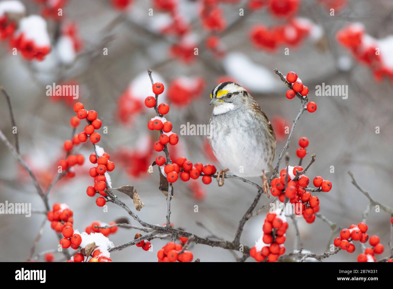 01598-00815 Sparrow (leucophrys di Zonotrichia) in winterberry bush (Ilex verticillata) in inverno Marion Co. Il Foto Stock