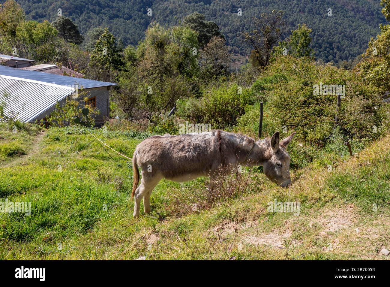 Latuvi, Oaxaca, Messico - UN asino si gras vicino a una casa nelle montagne della Sierra Norte. Foto Stock