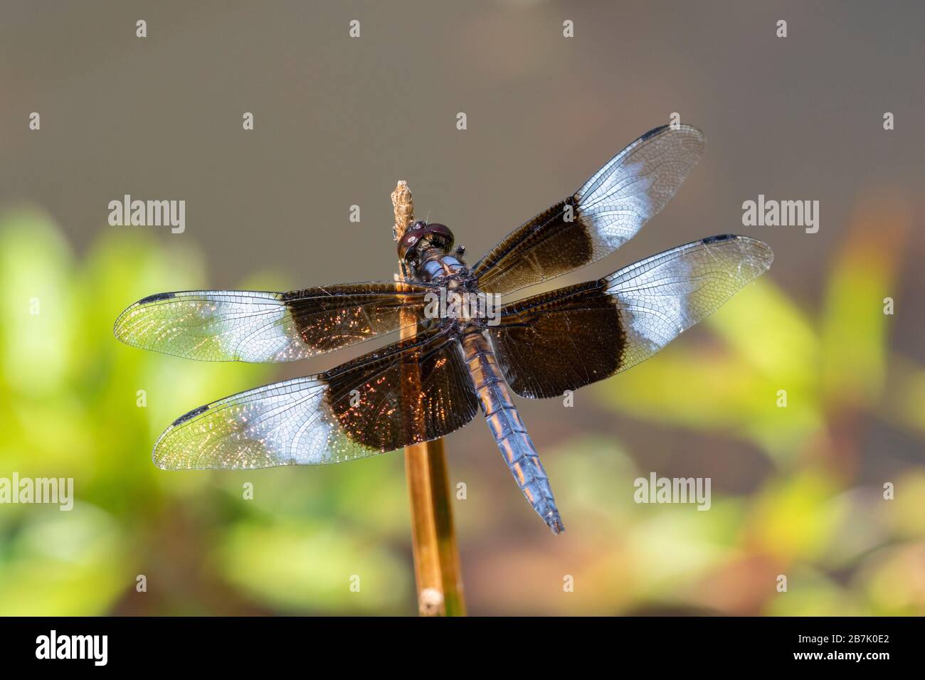 06622-00607 Widow Skimmer (Libellula luctosa) maschio Marion Co. Il Foto Stock