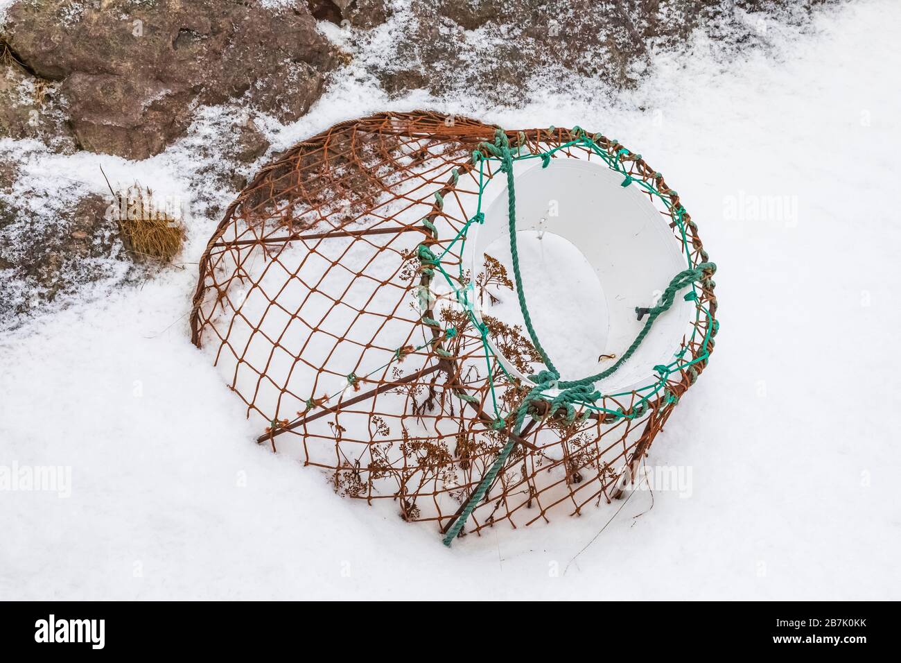 Granchio in inverno lungo Trinity Bay a Terranova, Canada Foto Stock