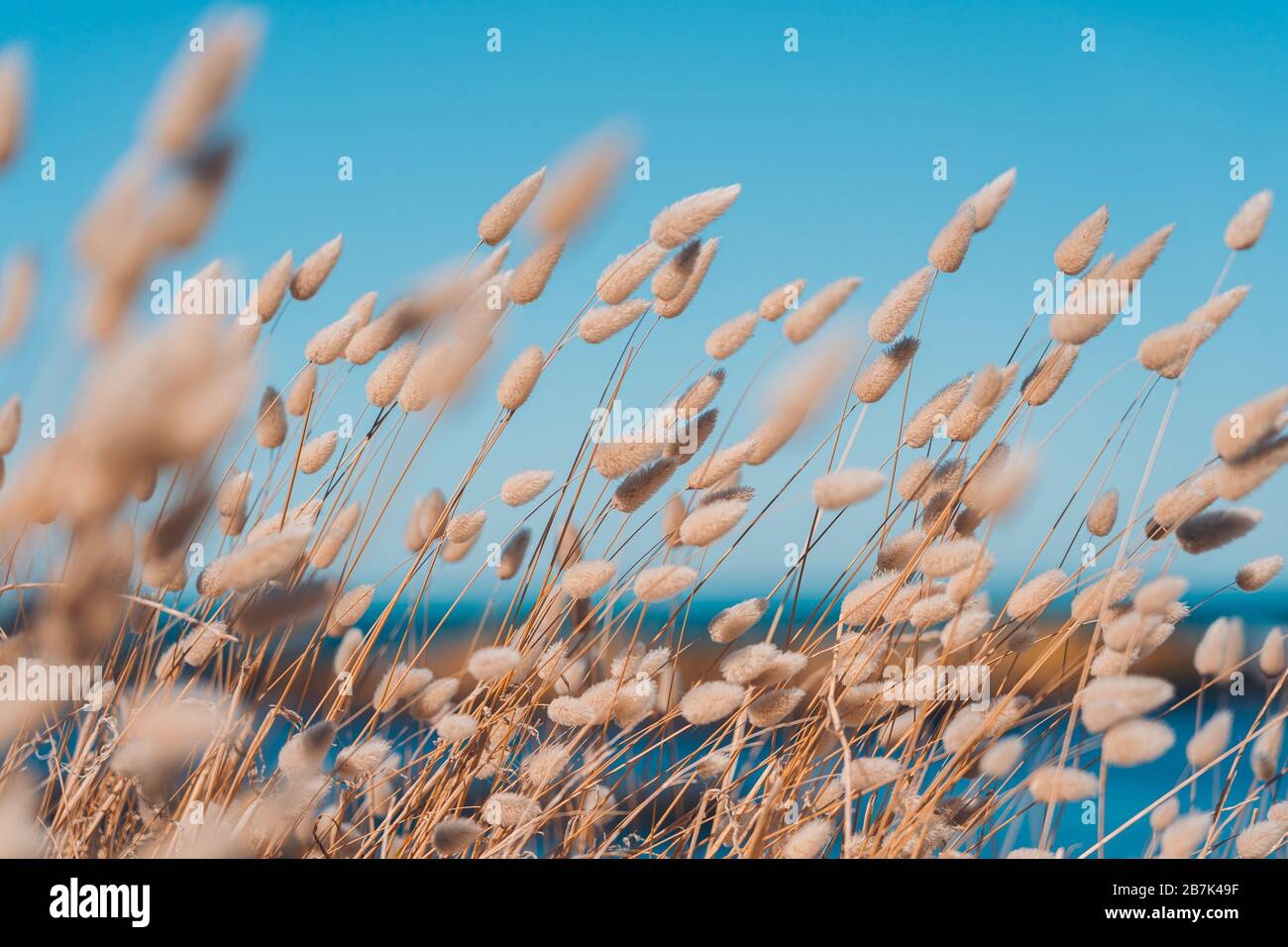 Bunny code erba in stile vintage; sfondo natura Foto Stock