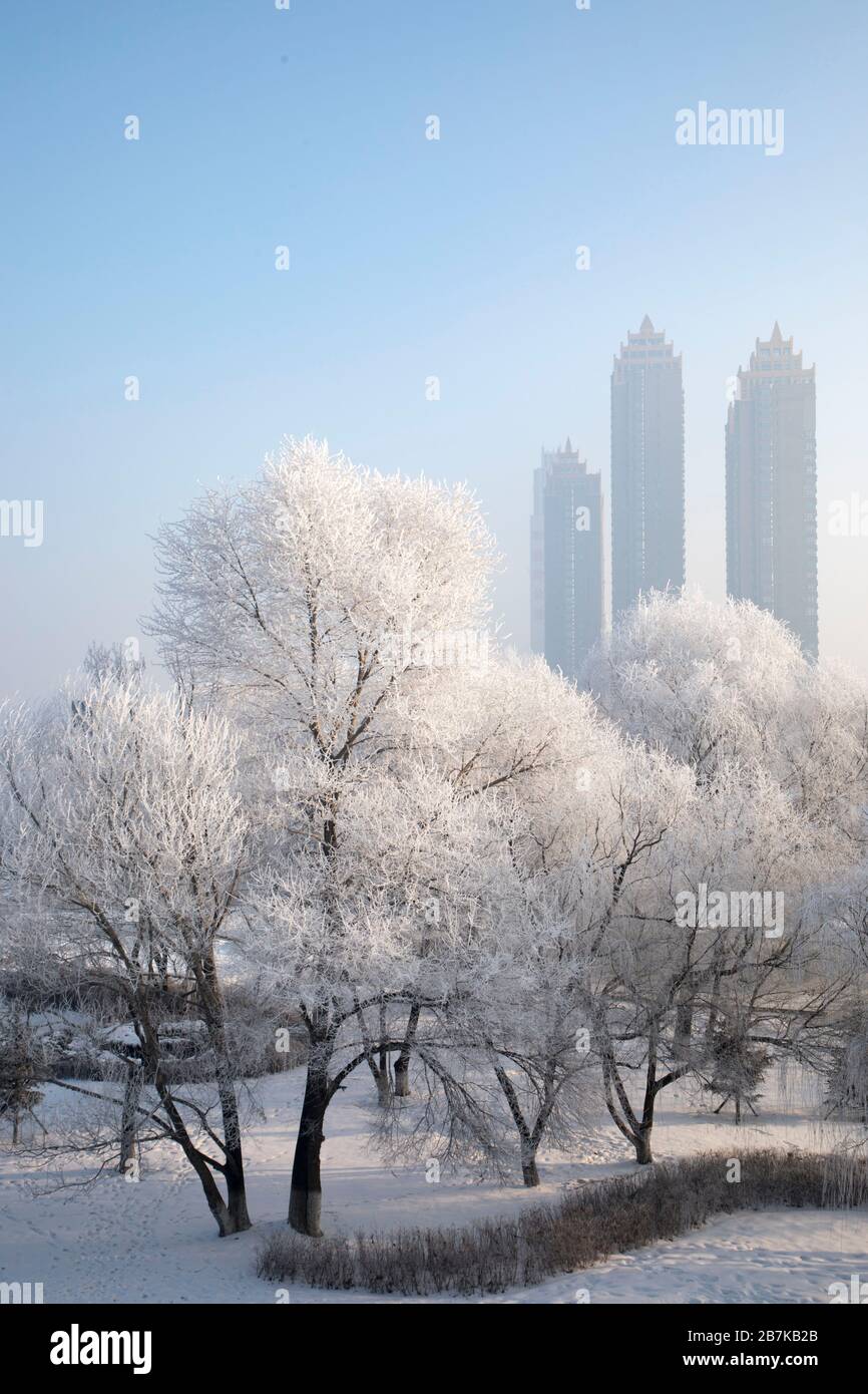 Rime ICE, che si forma quando le goccioline di liquido di acqua surraffreddate gelano sulle superfici, si presenta su tress, molto simile a vestire alberi con camice bianco, Foto Stock