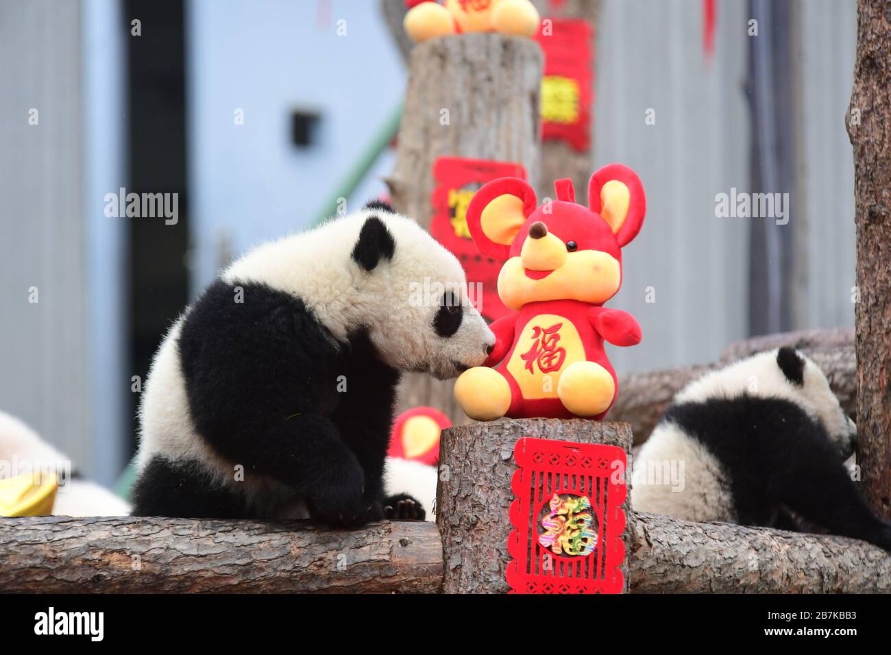 Un panda gioca con una bambola di topo nella casa di panda decorata alla base Shenshuping del giardino di Wolong China Panda nella prefettura tibetana e autonoma di Qiang Foto Stock