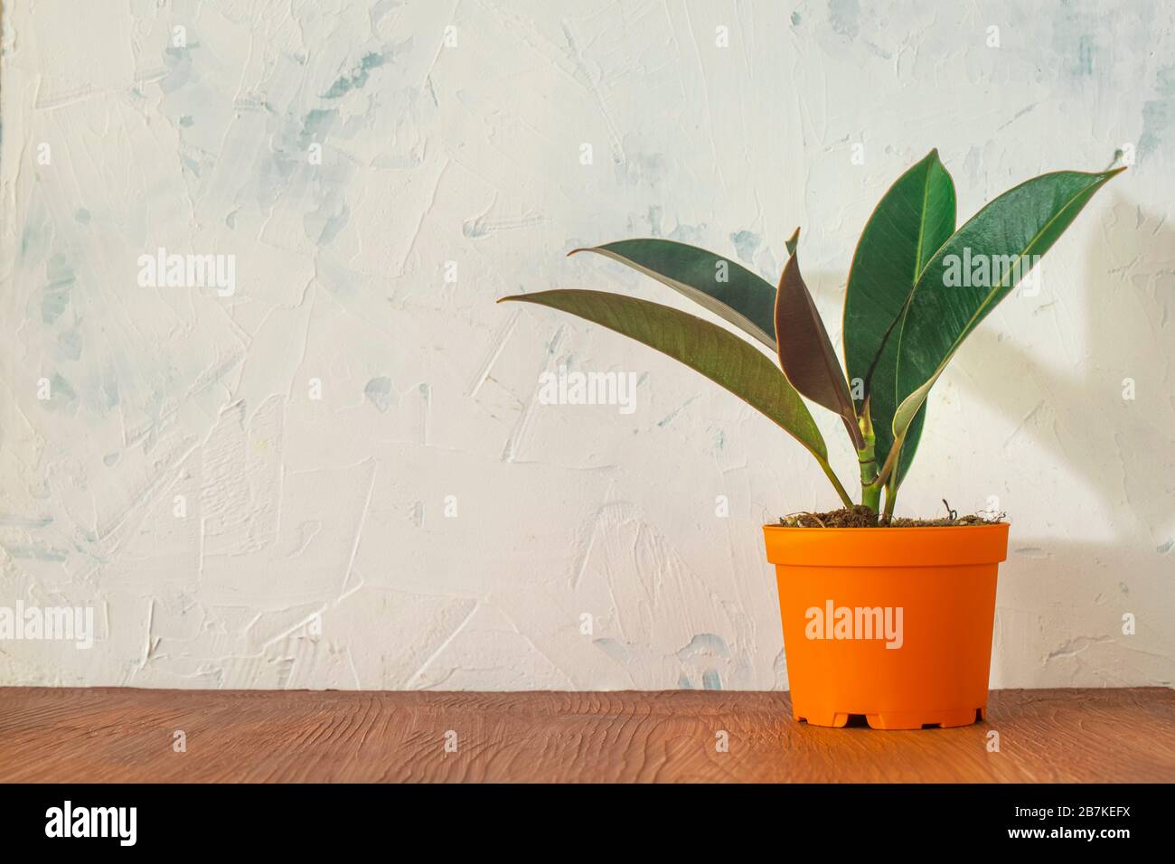 Pianta di gomma su tavola. Spazio di copia. Foto Stock