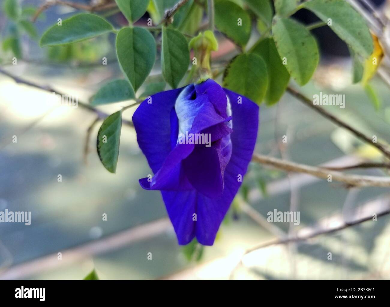 Un fiore di picceonwings asiatico blu, conosciuto anche come pisello della farfalla Foto Stock