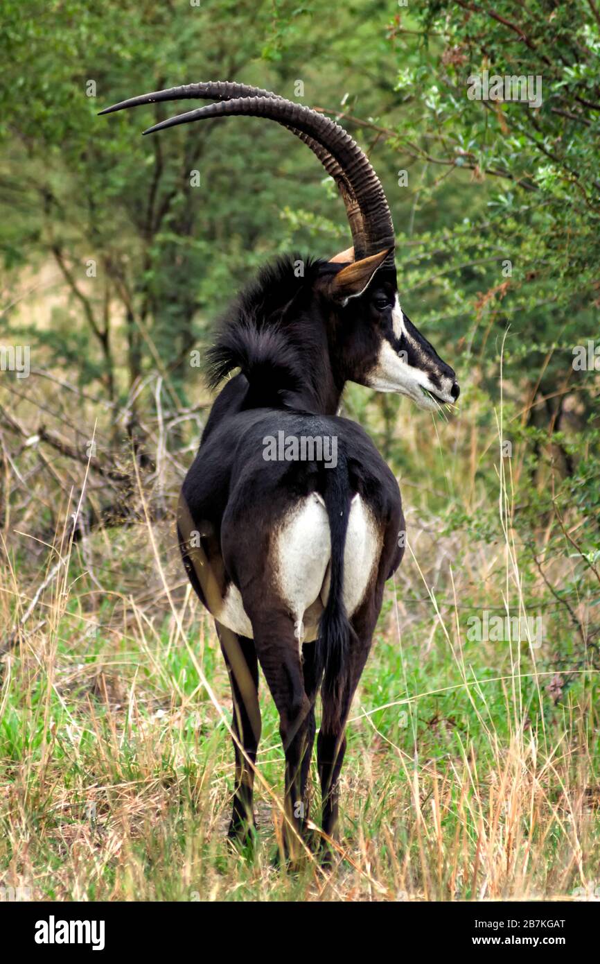 Profilo di un toro di antilope (Hippotragus niger), girandosi per guardare la gente, Delta di Okavango, Botswana, Africa, colore Foto Stock