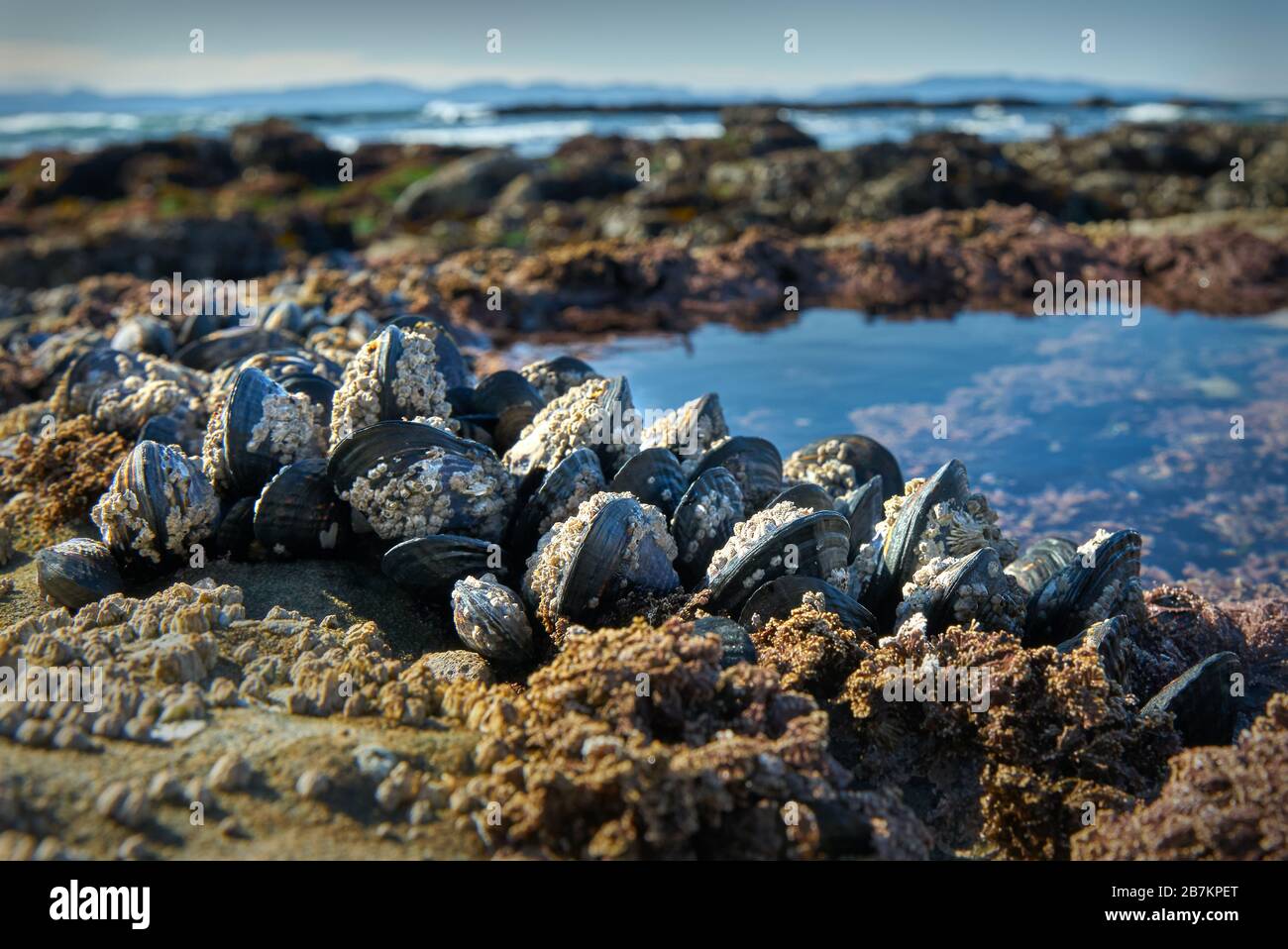 Bocconcini e Tidepool di Botanical Beach. Gruppi di cozze sulla spiaggia di Botanical Beach vicino a Port Renfrew BC. Foto Stock