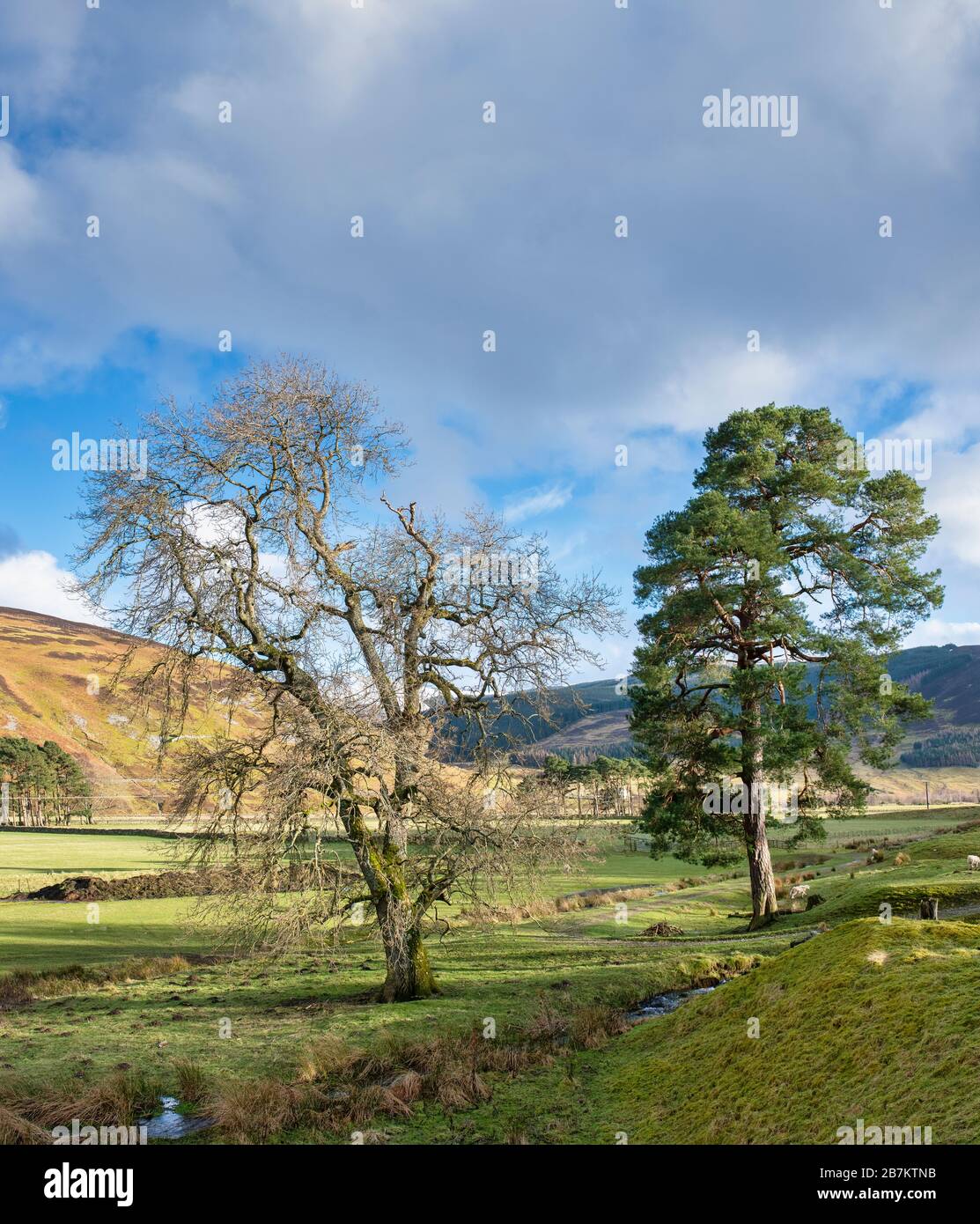 Pinus sylvestris. Pini scozzesi lungo la valle dei tweet nella campagna di confine scozzese. Scozia Foto Stock