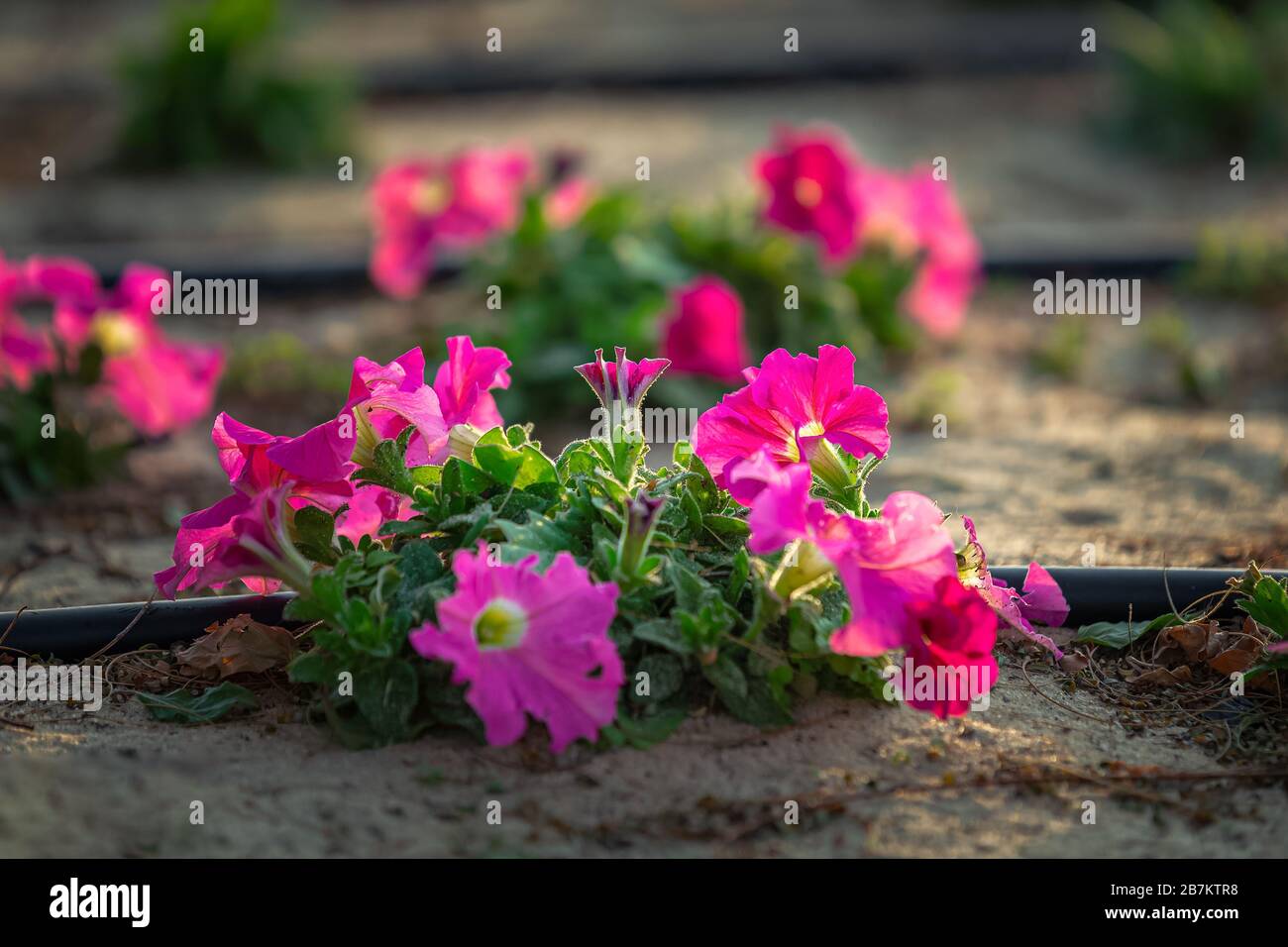 Splendidi fiori sulla spiaggia di Fanateer - al Jubail City - Arabia Saudita. Foto Stock