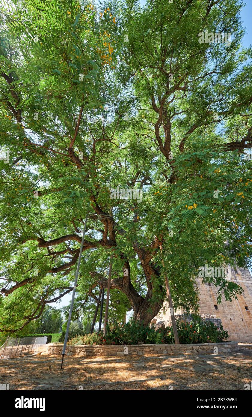 L'enorme vecchio albero di palissandro Tipuana tipu che cresce dal castello di Kolossi. Kolossi. Distretto di Limassol. Cipro Foto Stock