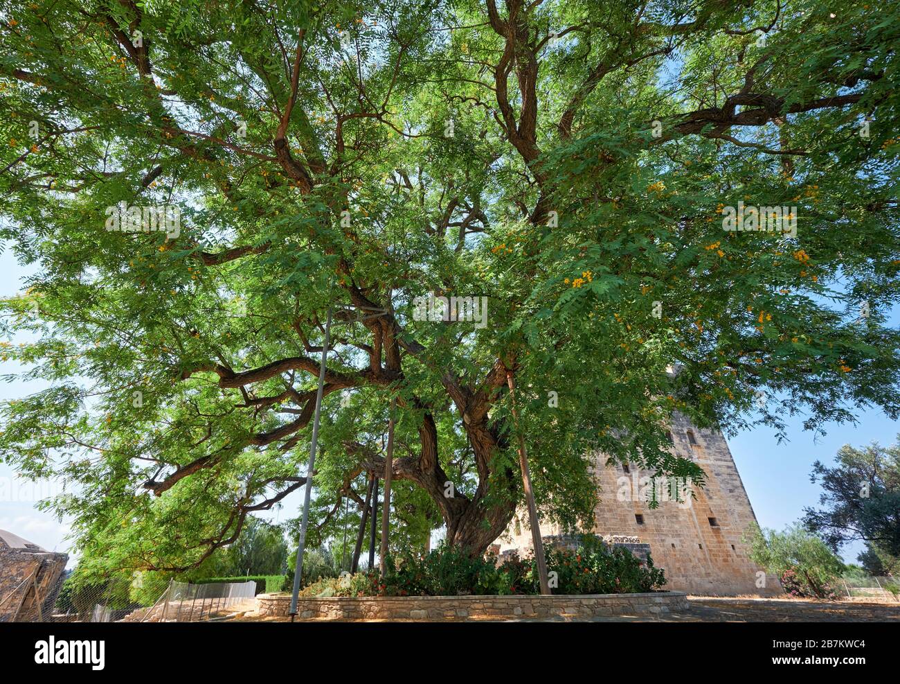 L'enorme vecchio albero di palissandro Tipuana tipu che cresce dal castello di Kolossi. Kolossi. Distretto di Limassol. Cipro Foto Stock