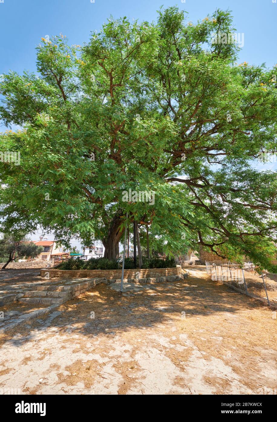 L'enorme vecchio albero di palissandro Tipuana tipu che cresce dal castello di Kolossi. Kolossi. Distretto di Limassol. Cipro Foto Stock