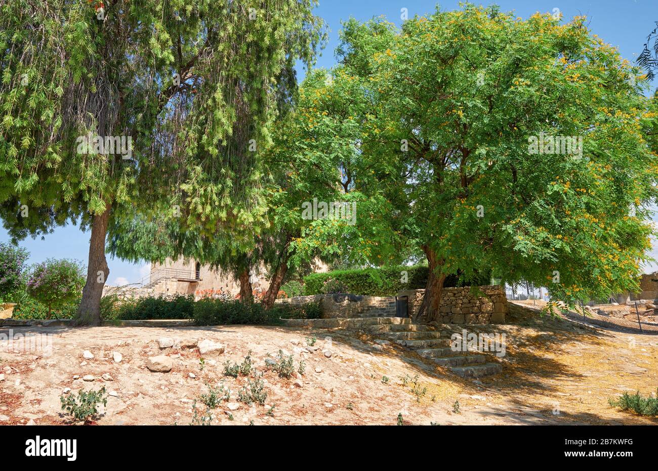 L'albero di Callistemon fiorente e l'albero di tipu di palissandro Tipuana nel giardino del Castello di Kolossi. Kolossi. Distretto di Limassol. Cipro Foto Stock