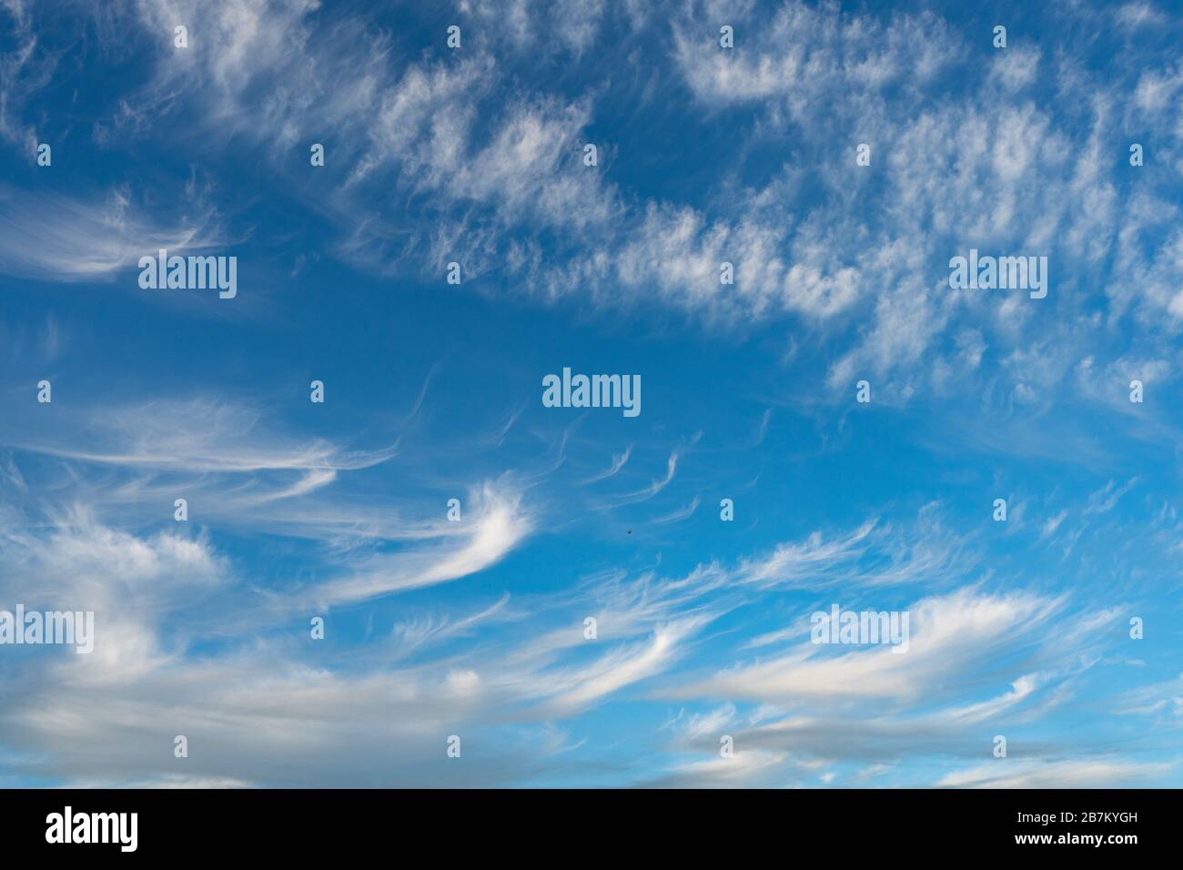 Cirrus è nube strip, bianco, piume, cristallo di ghiaccio. Sfondo blu del cielo. Foto Stock