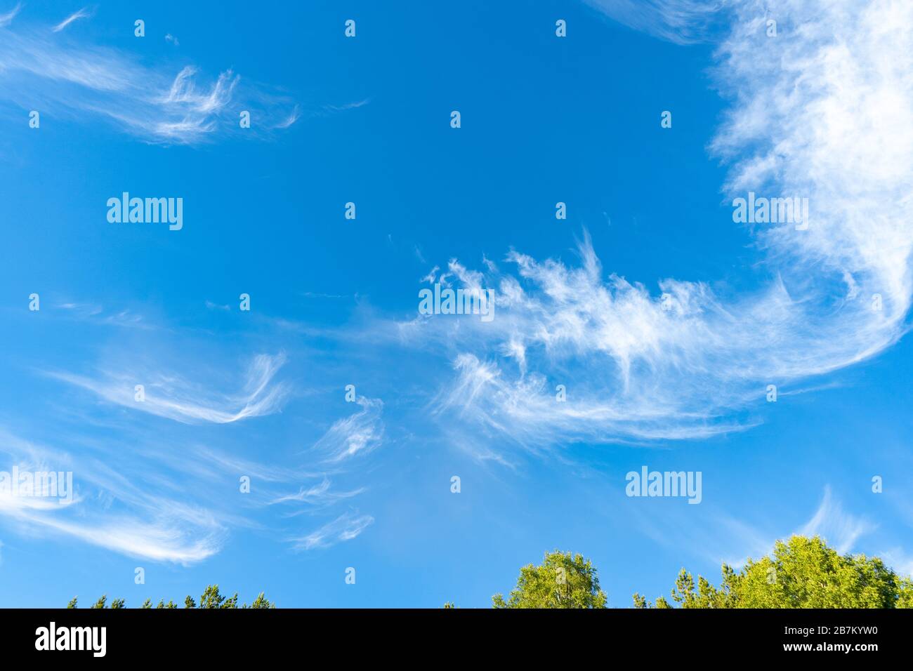 Cirrus è nube strip, bianco, piume, cristallo di ghiaccio. Sfondo blu del cielo. Foto Stock