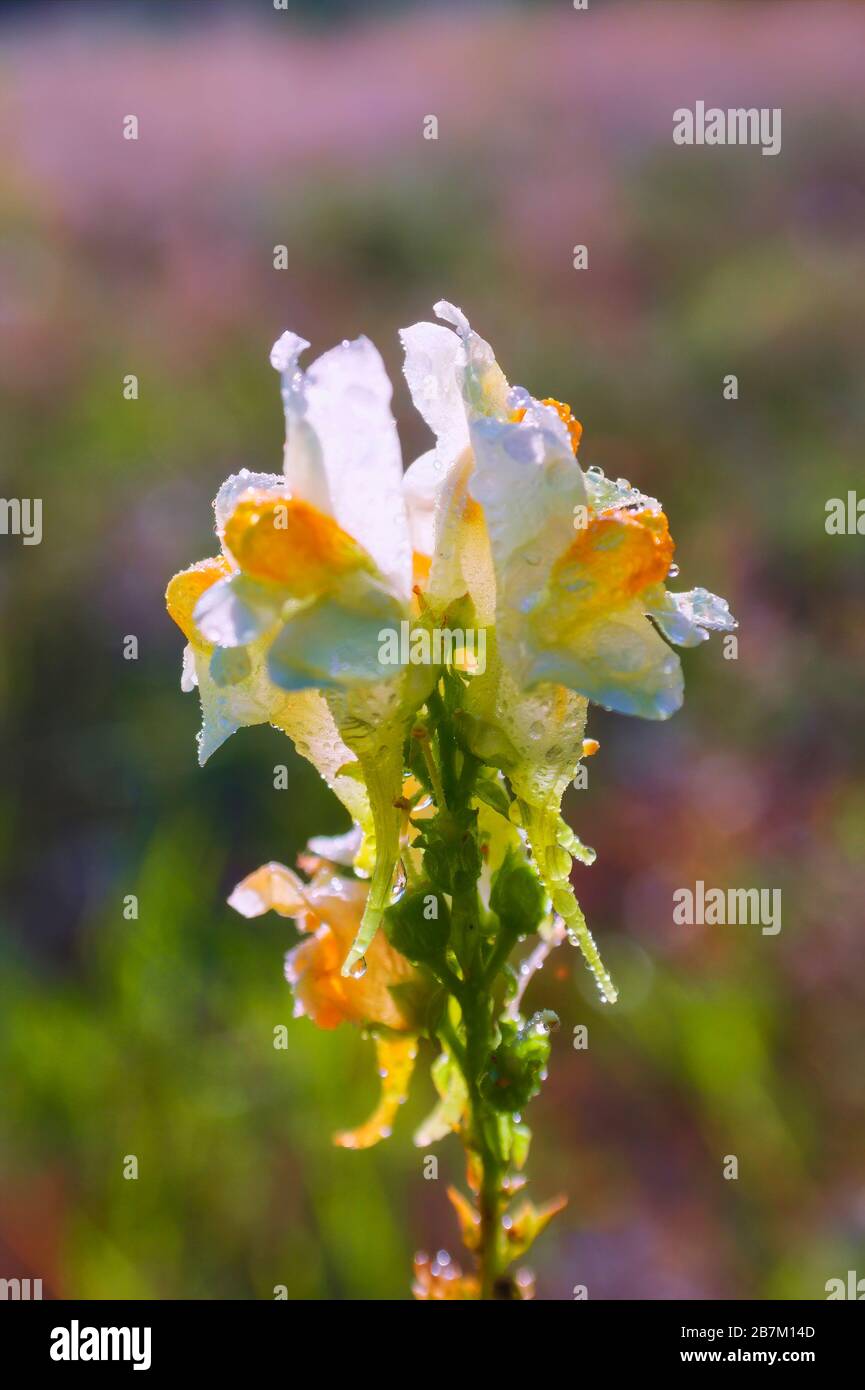 Linaria vulgaris, i nomi sono toadlax comune, toadlax giallo, o burro-e-uova. Foto Stock