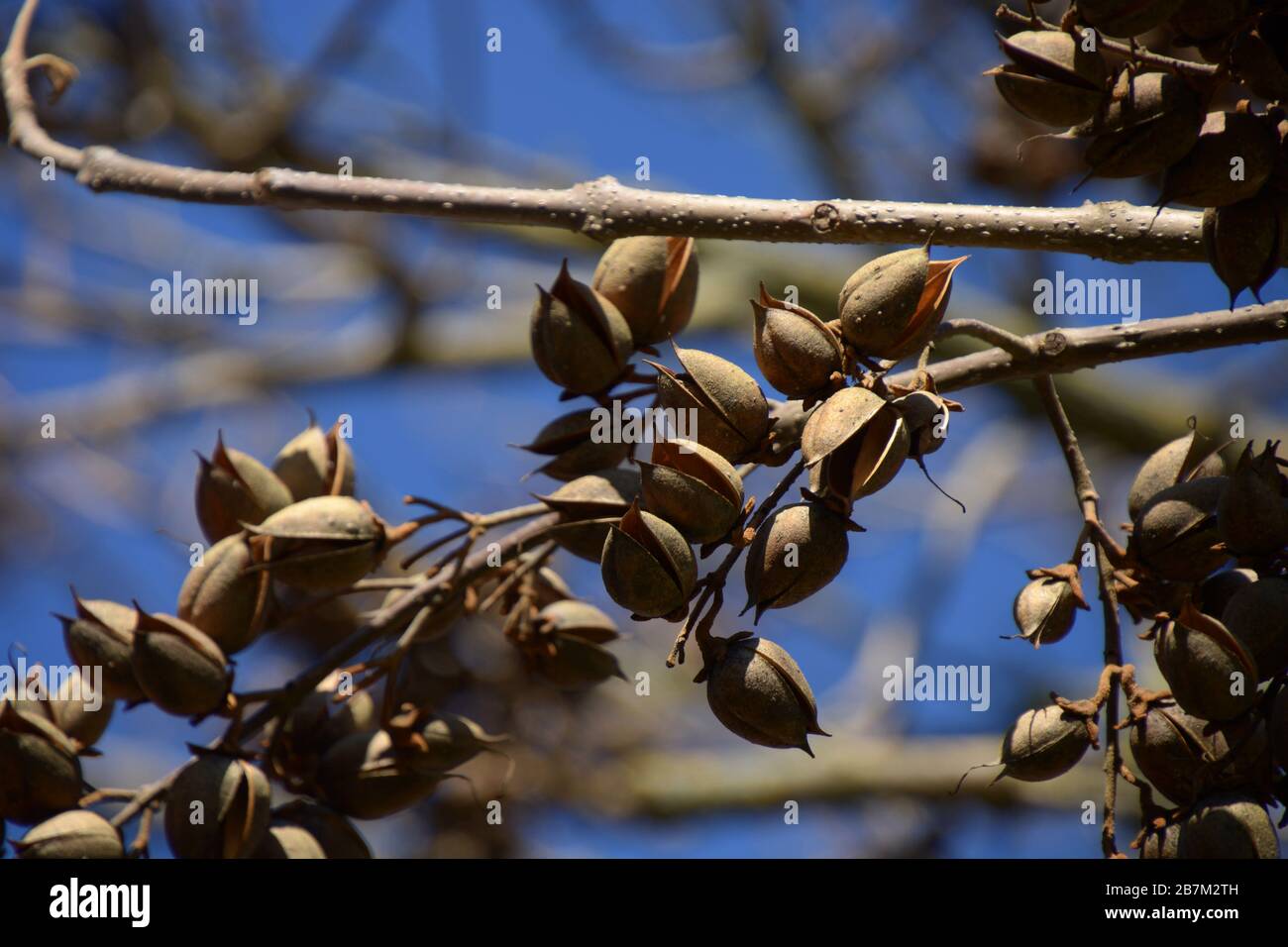 paulownia tomentosa capsule sul ramo nel mese di marzo, pods di albero di floxglove sfondo Foto Stock