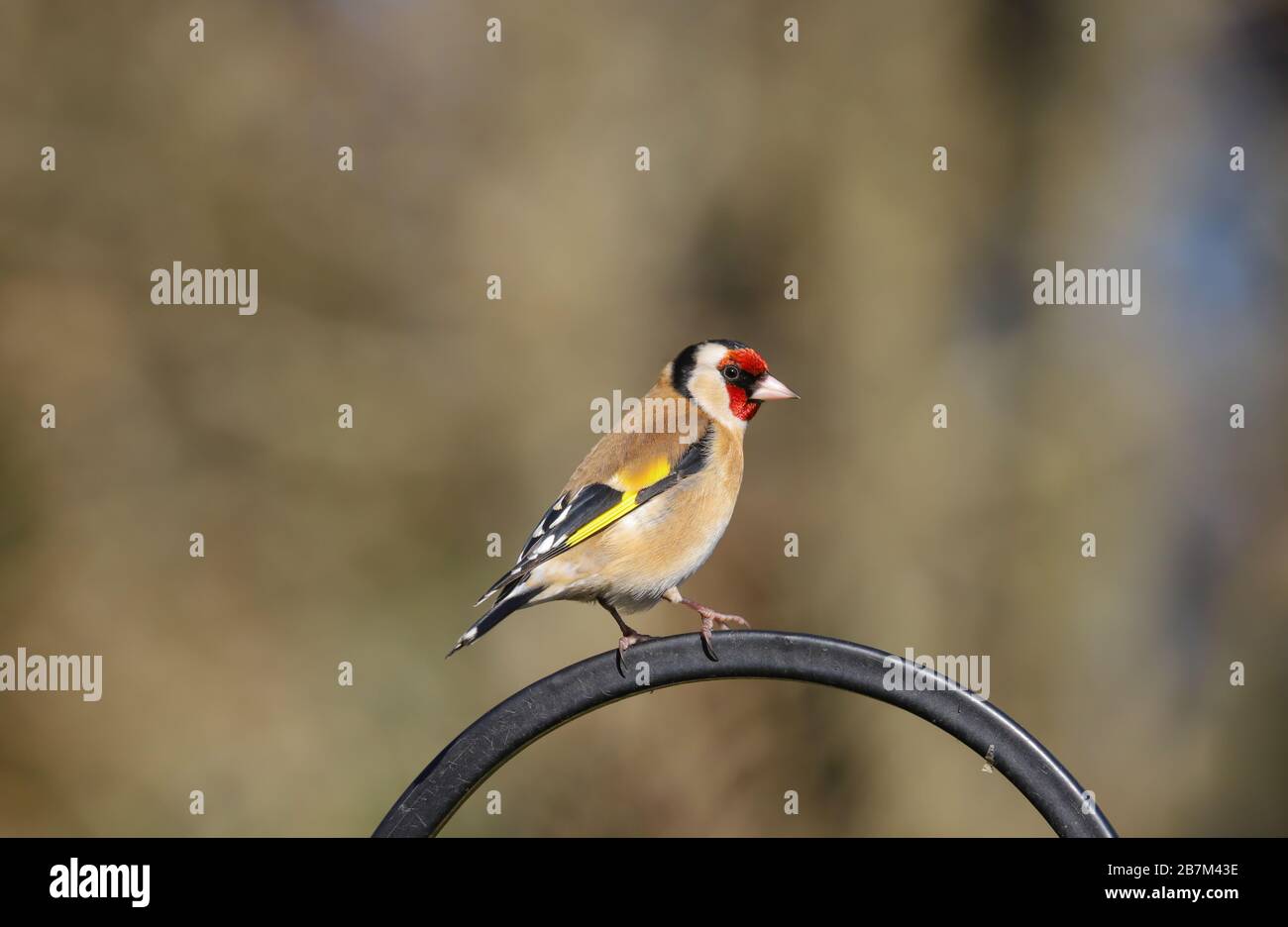 Golfinch adulto (Carduelis carduelis) uccello arroccato. Foto Stock