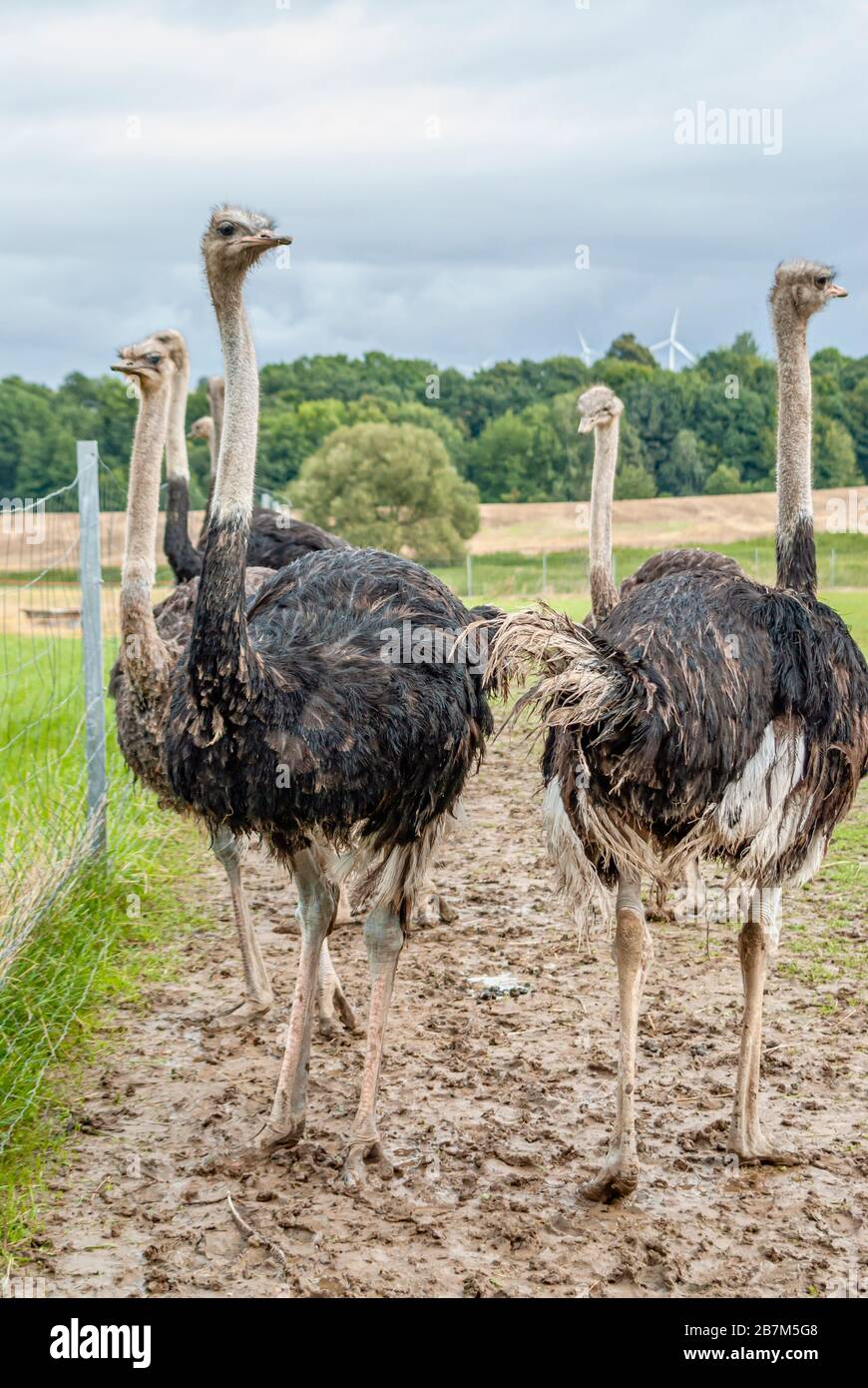 Gruppo di adulti Ostrich presso l'azienda struzzo Striegistal in Sassonia, Germania Foto Stock