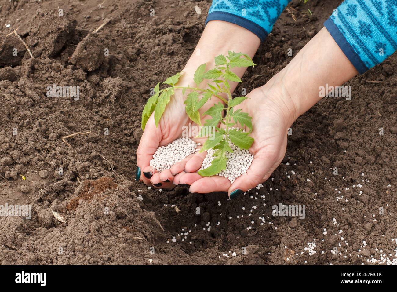 Coltivatore sta spargendo fertilizzante chimico a pianta di pomodoro giovane che cresce nel giardino. Vista dall'alto. Foto Stock