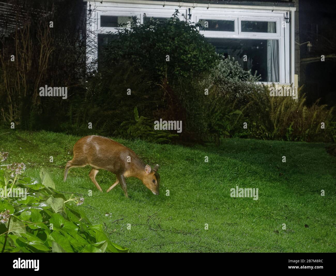 Il cervo muntjac di Reeve (Muntiacus reevesi) attraversa di notte un prato giardino vicino a una casa, Wiltshire, Regno Unito, gennaio. Presa da un remo Foto Stock