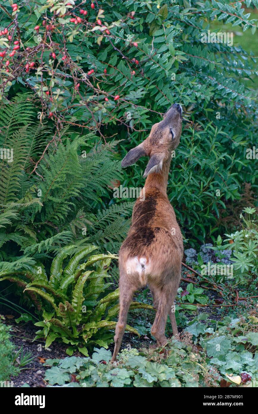 Capriolo (Capreolus capreolus) doe che naviga in un Rose Bush in un letto da fiore, giardino del Wiltshire, Regno Unito, ottobre. Foto Stock