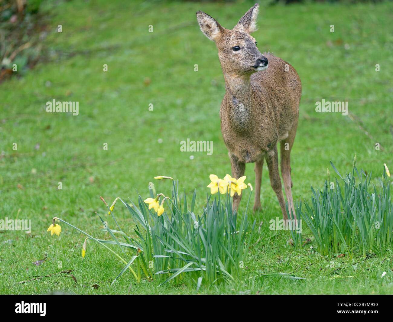 Alert Roe cervi (Capreolus capreolus) doe in piedi su un prato vicino Daffodils fioritura, Wiltshire giardino, Regno Unito, febbraio. Foto Stock