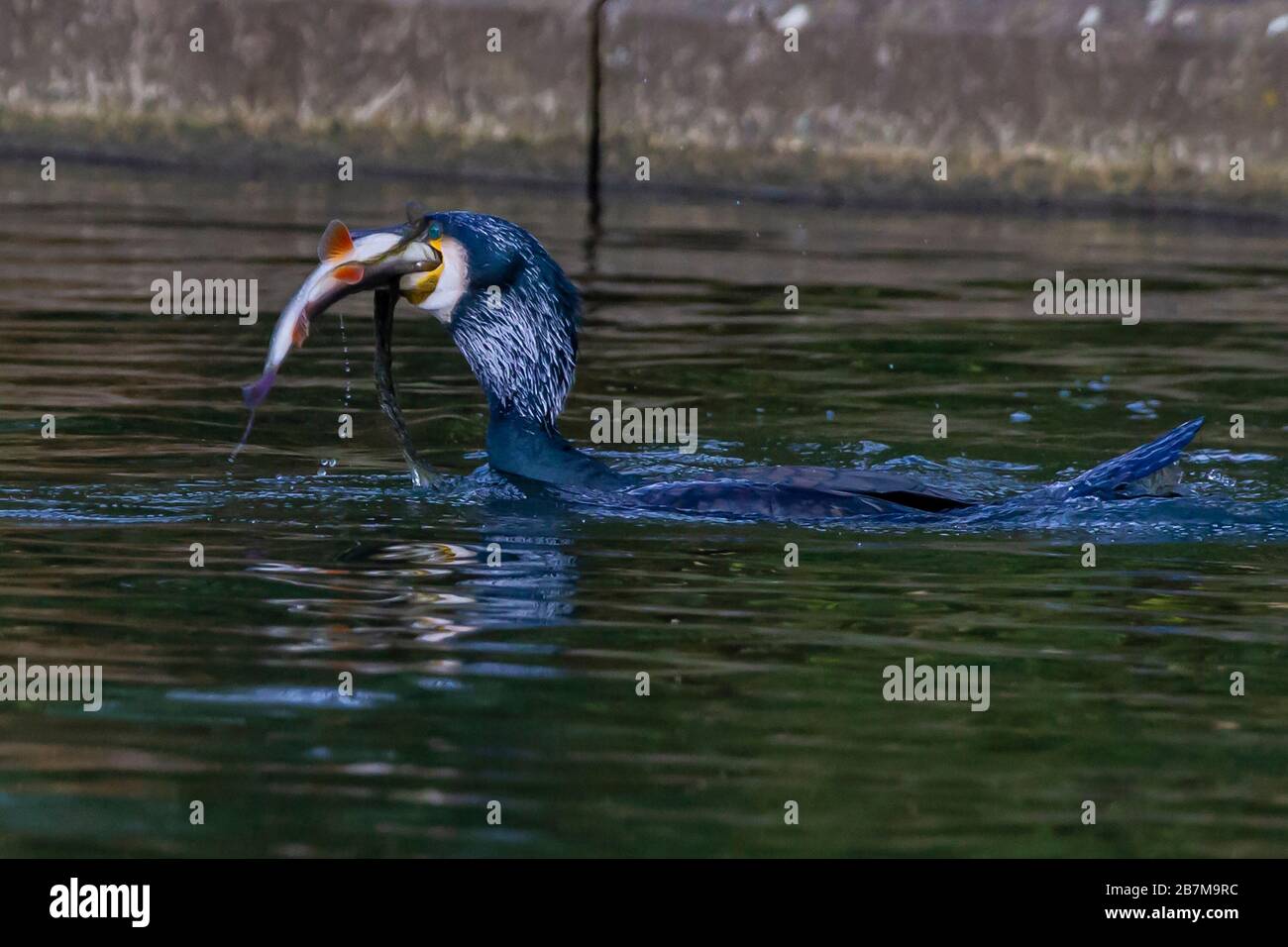 Northampton, Regno Unito, 17 marzo 2020, il tempo brutto non fermò questo Cormorano. Phalacrocurax cabo (Phalacrocoracidae) da prendere la prima colazione nel lago inferiore ad Abington Park. Credit: Keith J Smith./Alamy Live News Foto Stock
