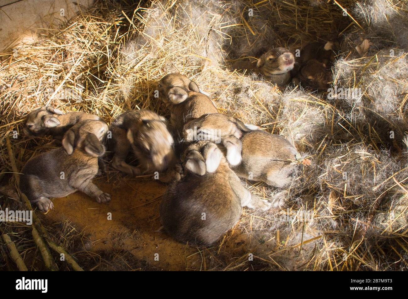 Coniglio domestico, lettiera di paglia in hutch, bunny, kit, gattino, cucciolata di quattro giorni in nido, nestling, nido, cucciolata di otto giorni, il 16 marzo 202 Foto Stock
