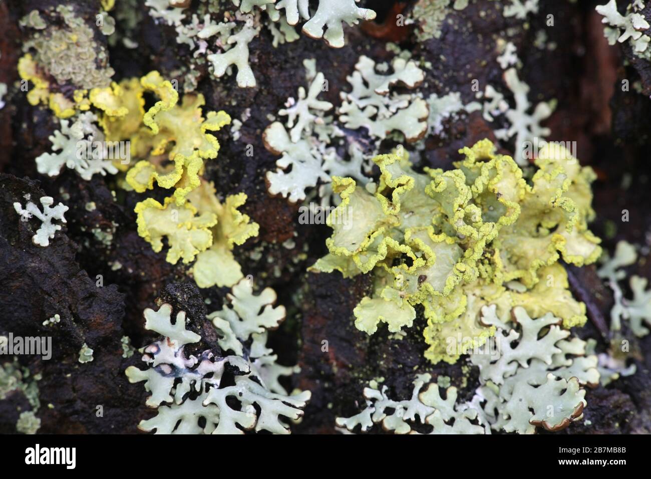 Vulpicida pinastri, comunemente chiamato Lichen Sunshine in polvere Foto Stock