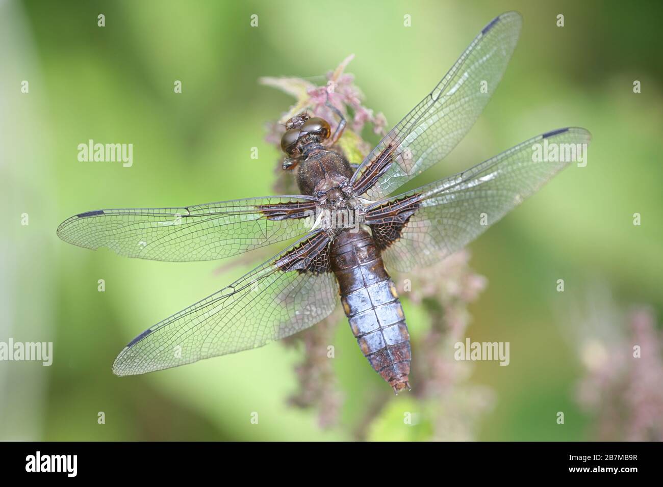 Libellula depressa, il caporedro o il cupo più scuro, libellula dalla Finlandia Foto Stock