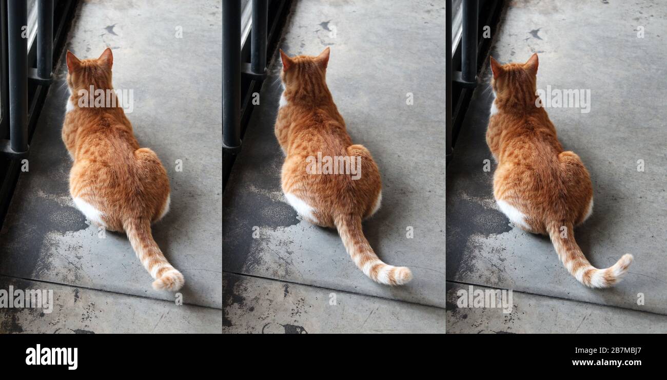 Tre diverse immagini di un gatto zenzero composto digitalmente. Cat visto dalla parte posteriore, vista ad angolo alto. La coda si muove e il corpo rimane invariato. Foto Stock