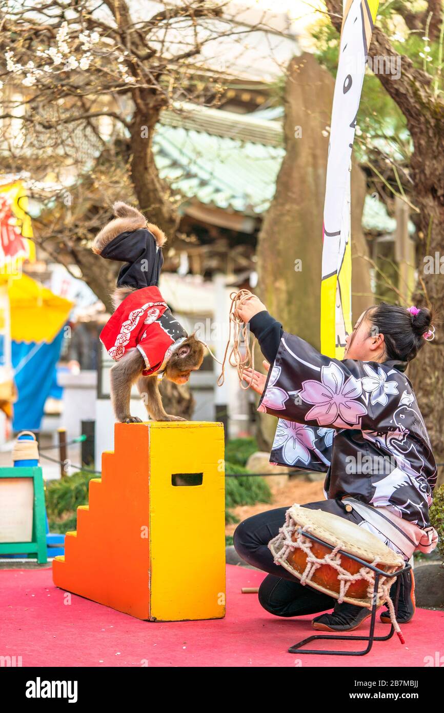 tokyo, giappone - marzo 13 2020: Tradizionale mostra giapponese di Sarumawashi dove una ragazza in kimono e una scimmia fa acrobatici trucchi con un tamburo taiko dentro Foto Stock