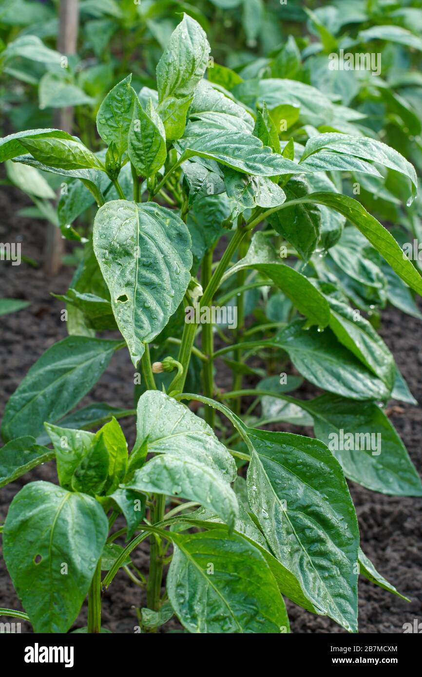Giovani cespugli di peperoni che crescono nel giardino. Piante di pepe bulgaro o dolce. Foto Stock