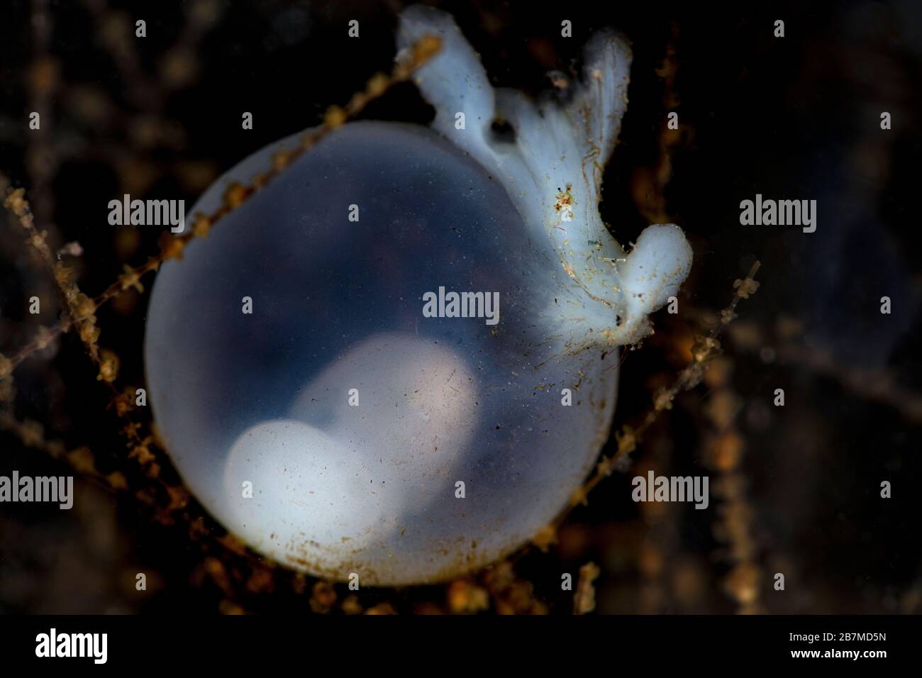 Sta emergendo una nuova vita. Uovo di seppia con embrione. Macro fotografia subacquea da Tulamben, Bali, Indonesia Foto Stock