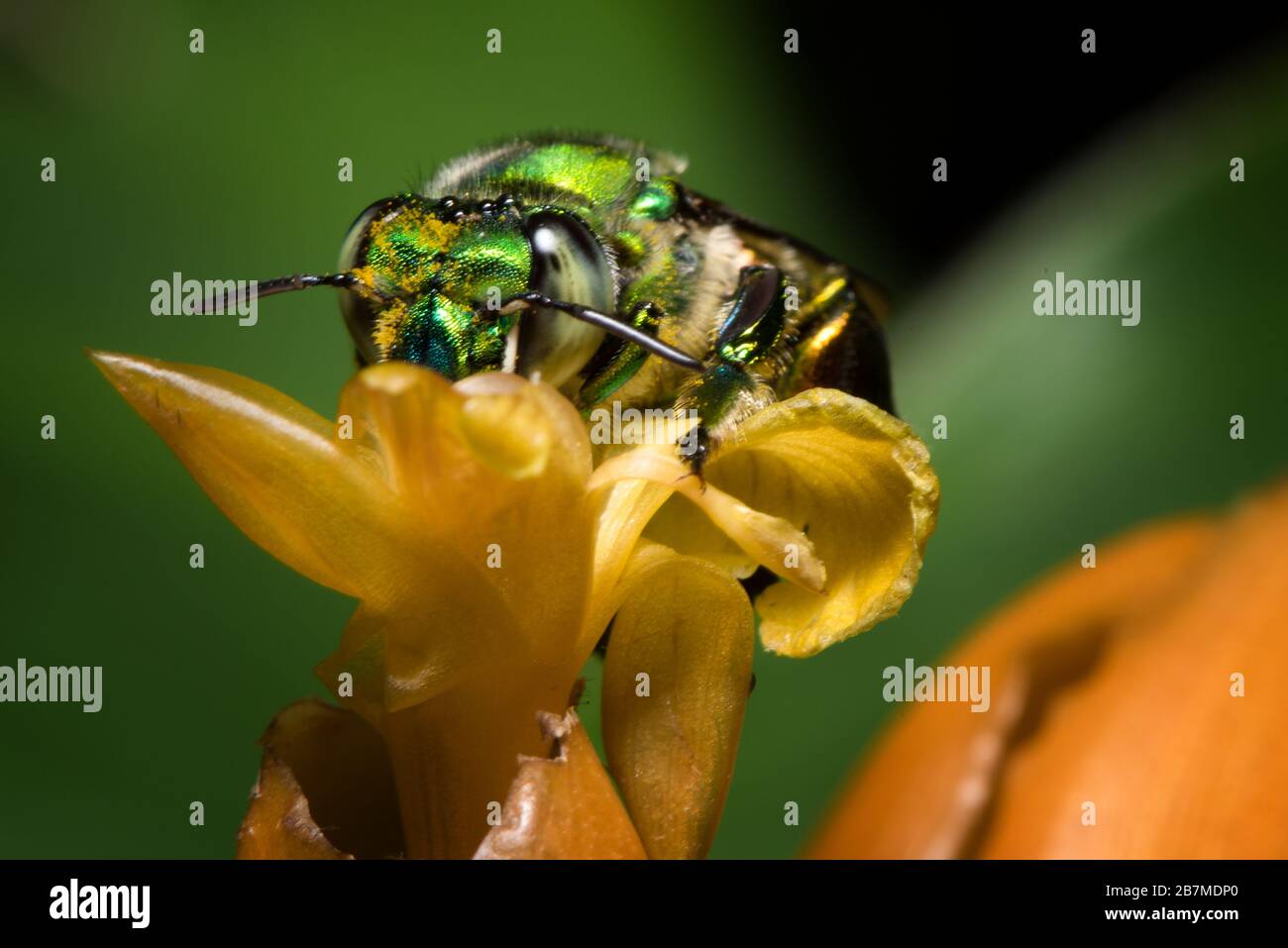 Orchidee colorate ape o Exaerete su un fiore tropicale giallo. Incredibile fauna del Costa Rica. Famiglia Euglossini. Foto Stock