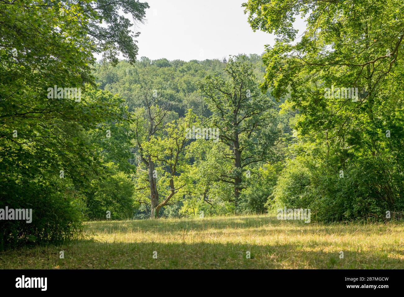 Foresta di compensazione con vecchi alberi di quercia e prato di fronte alle colline boscose Foto Stock