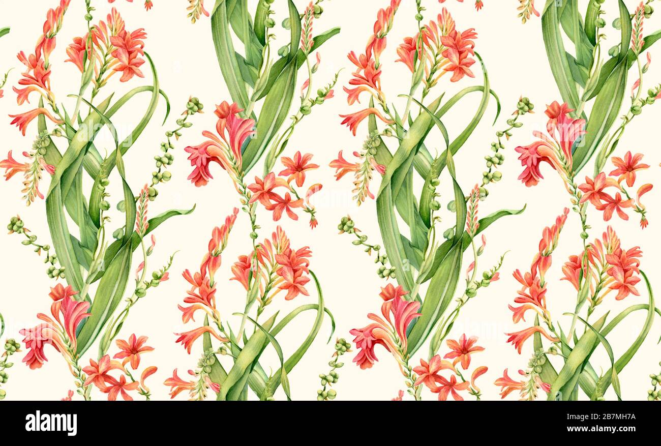 Motivo senza giunture acquerello. Fiori di Crocosmia in fiore. Classico design floreale vintage su sfondo beige. Illustrazione floreale botanica per Foto Stock