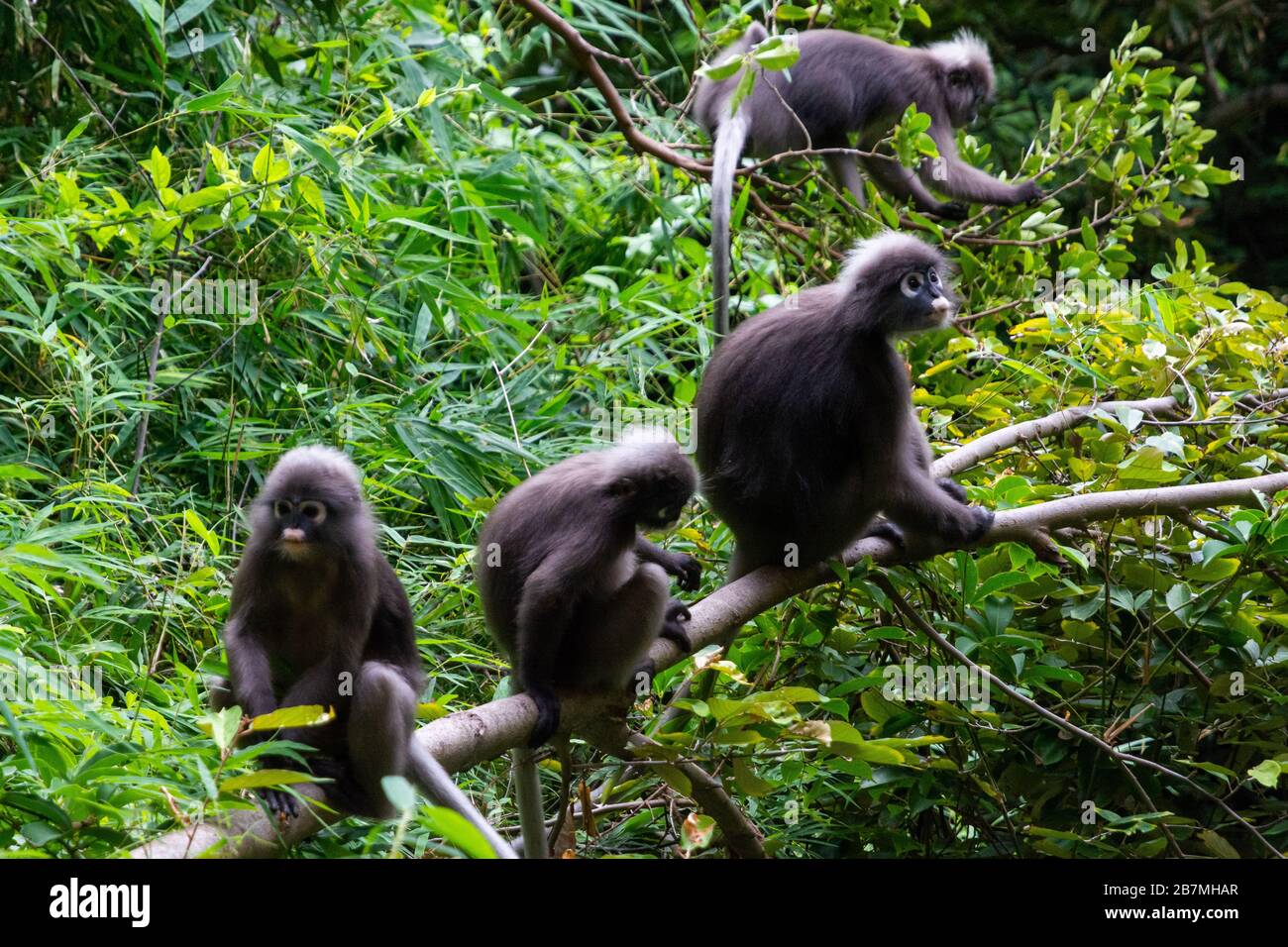 Spettacoli negli alberi della penisola negli alberi di Railay in Thailandia Foto Stock