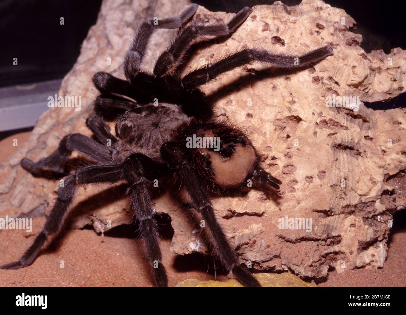 Tarantola cilena rosata, rosea Grammostola Foto Stock