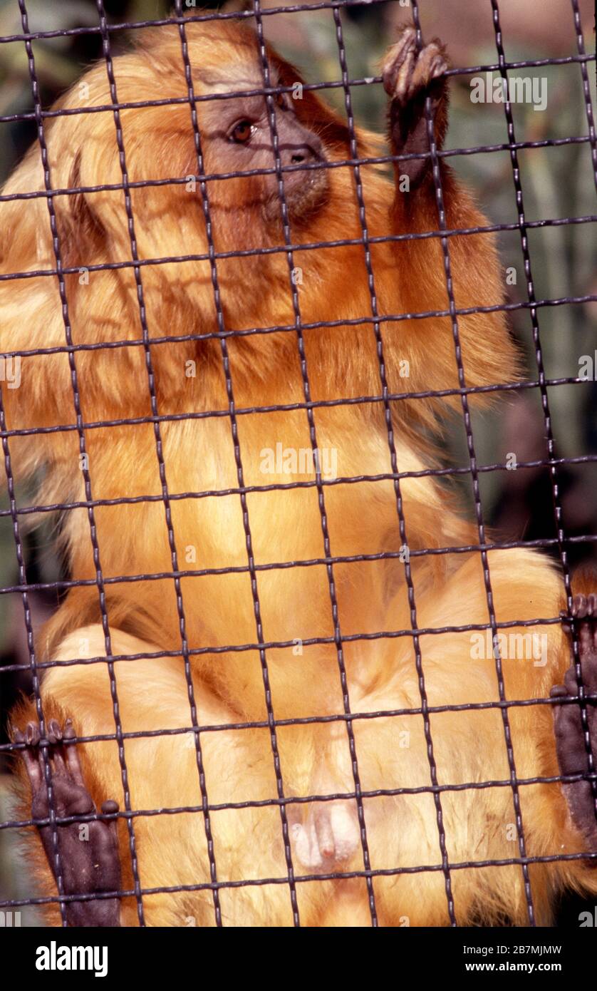 Leone d'oro tamarin, Leontopithecus rosalia Foto Stock