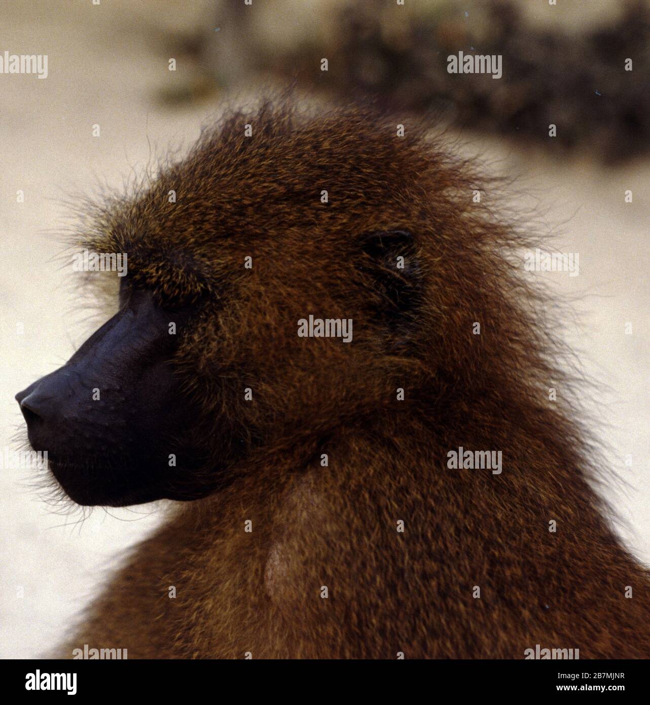 Babbuino Oliva, papio anubis Foto Stock