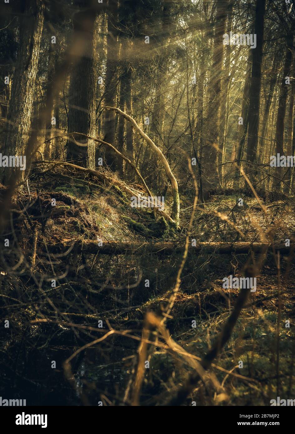 Bellissima foresta fantasy con umore misterioso Foto Stock