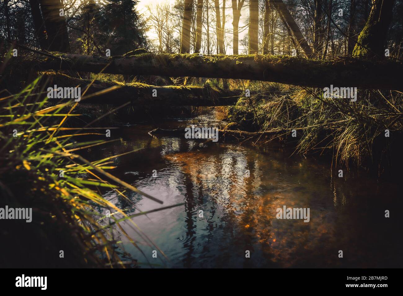 Bellissima foresta fantasy con umore misterioso Foto Stock