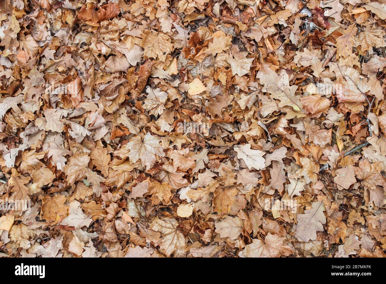 L'autunno asciutto lascia sul terreno come sfondo Foto Stock