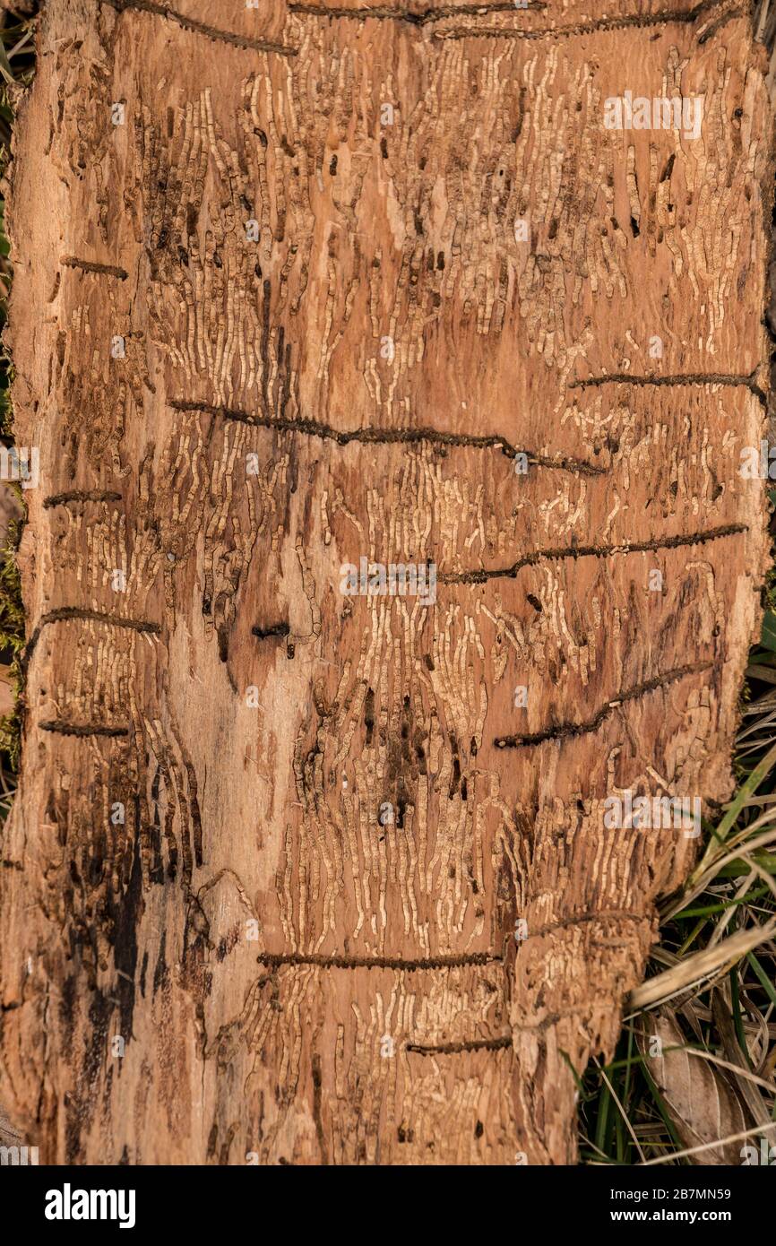 Molte scanalature di verme su un pezzo di legno di corteccia di albero Foto Stock