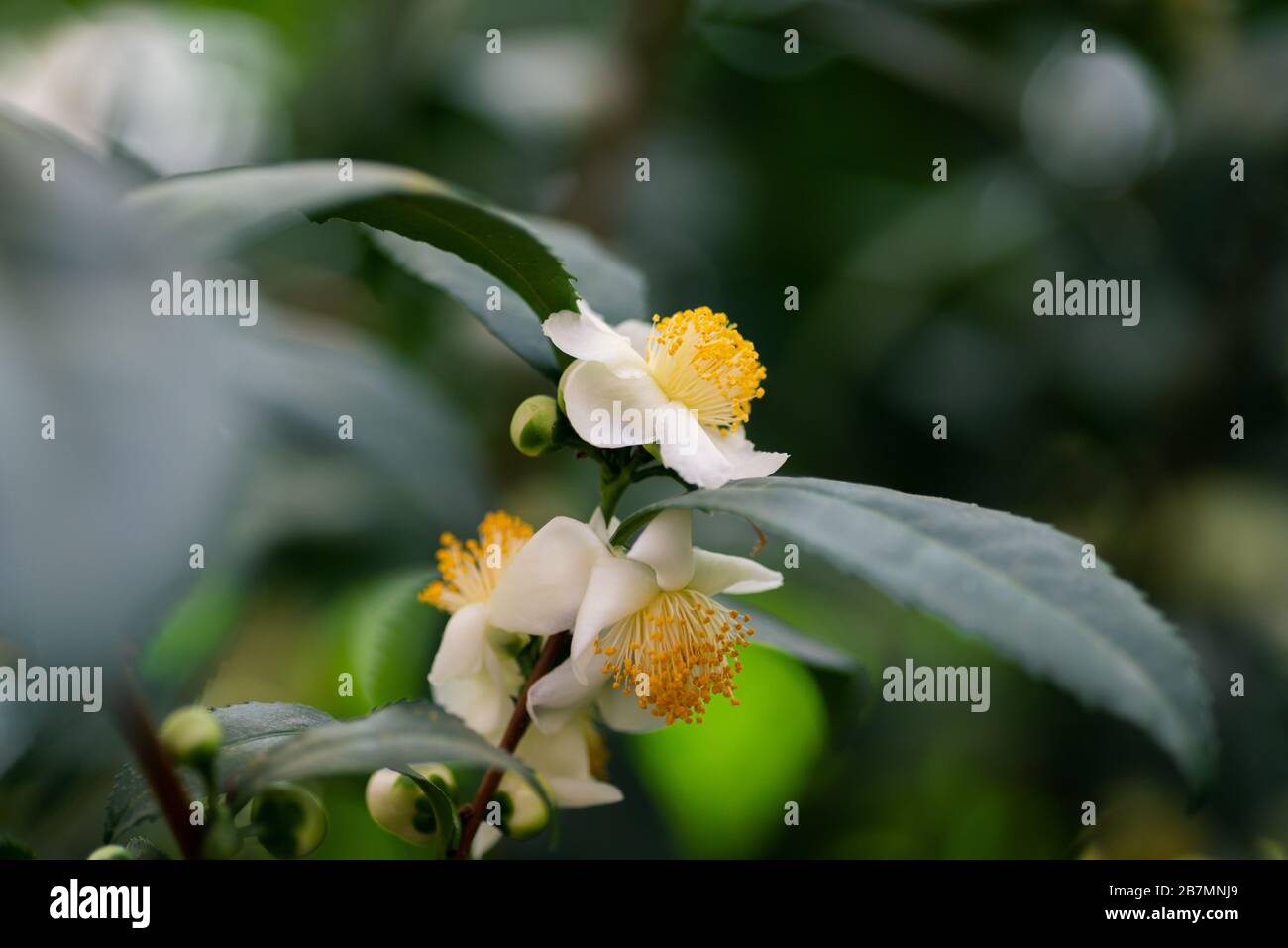 Fiori di Camellia cinese nel giardino. Foto Stock