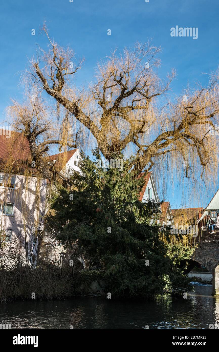 Vecchio albero vicino a un ponte di pietra della vecchia sezione della città Foto Stock